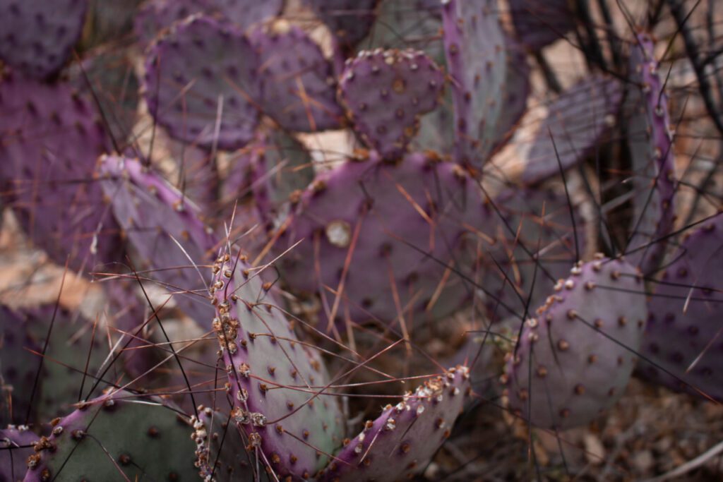 Opuntia macrocentra - Purple Prickly Pear Cactus