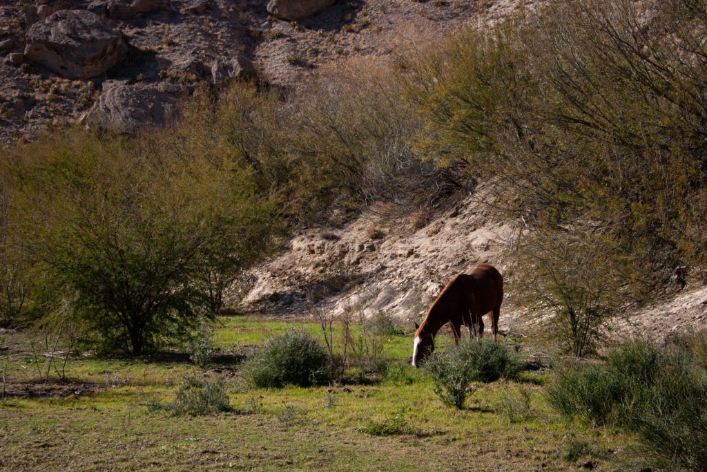 Wild Horse in Big Bend