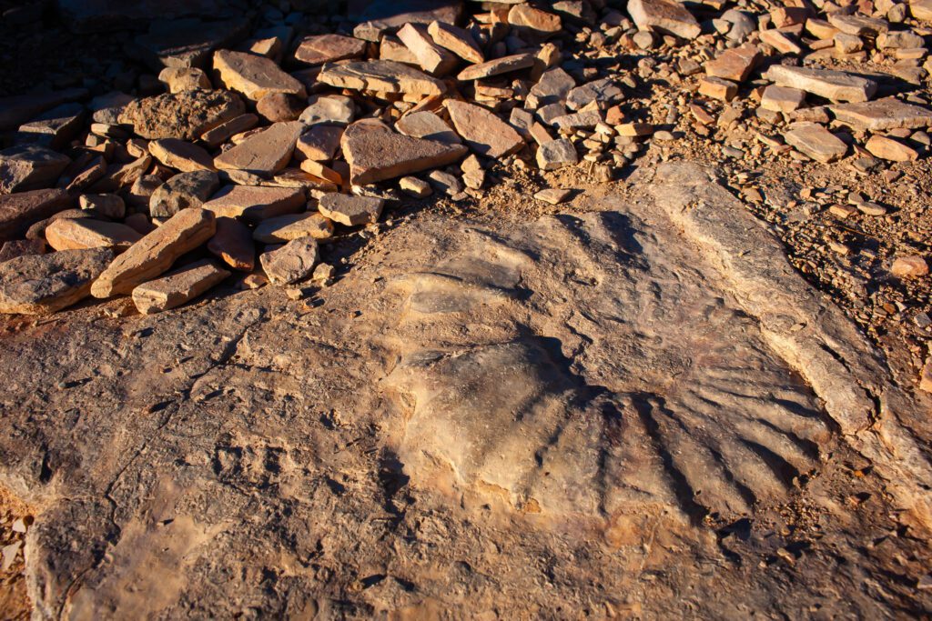 Big Bend Fossil