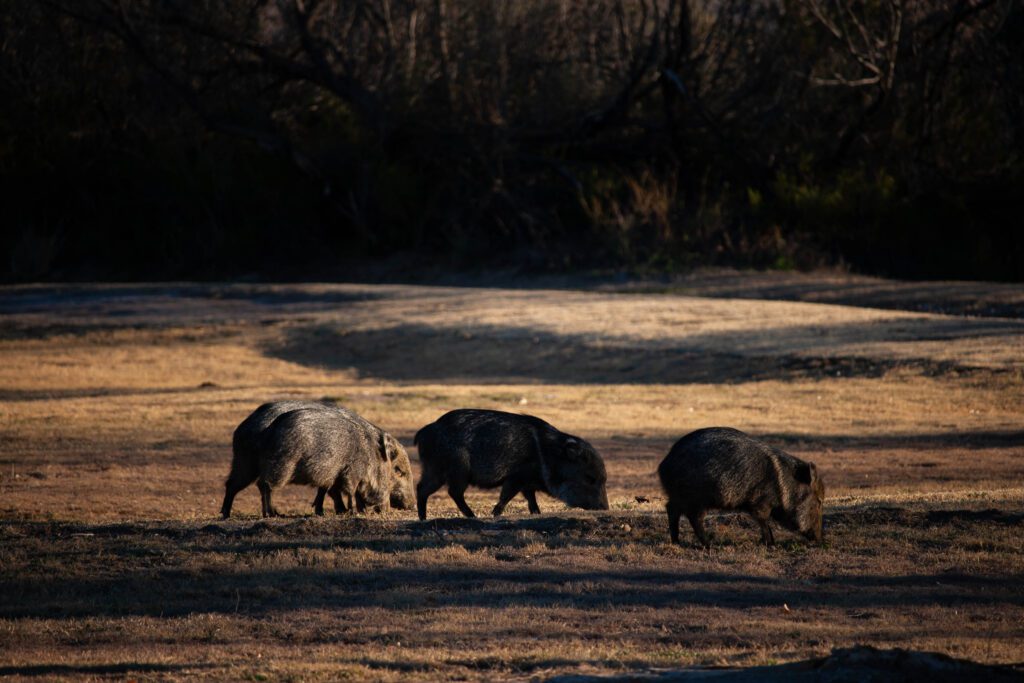 Big Bend javalina