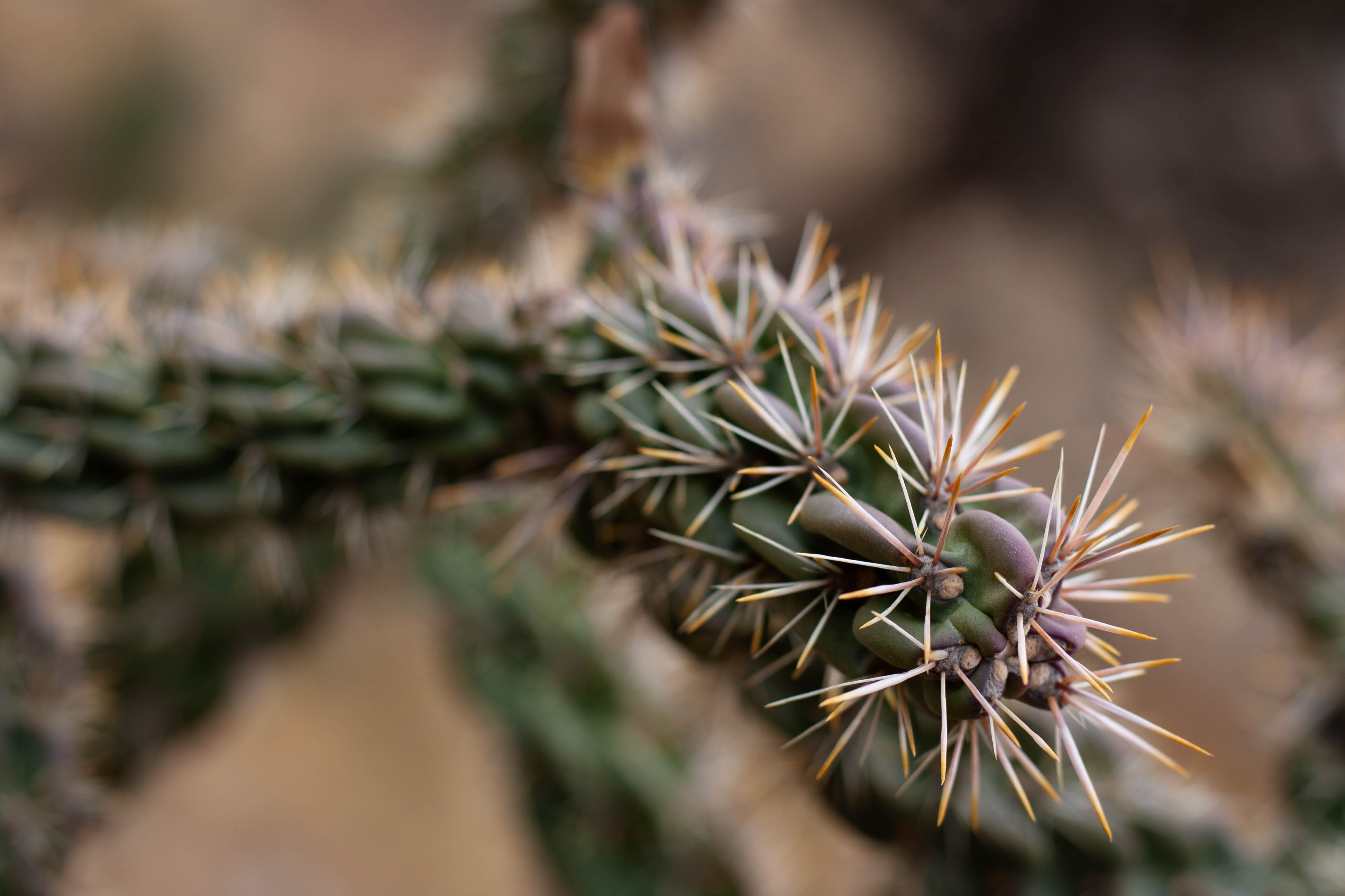 Cylindropuntia imbricata - cane cholla cactus